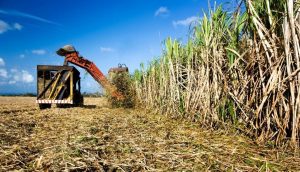 SP expande produtividade da cana-de-açúcar com tecnologia, pesquisa e clima favorável