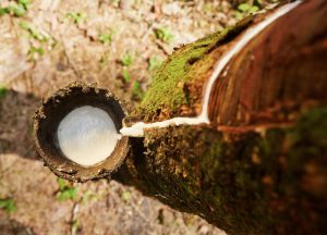 Boas notícias: Governo aumenta para 10,8% a alíquota de importação da borracha natural