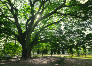 Agro paulista comemora o Dia da Árvore: maior símbolo de preservação ambiental