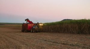 Setor sucroalcooleiro é destaque nas exportações do agro paulista