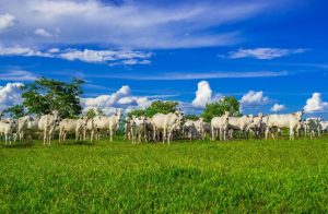 Pecuária sustentável no Estado de São Paulo é tema de reunião na Secretaria de Agricultura