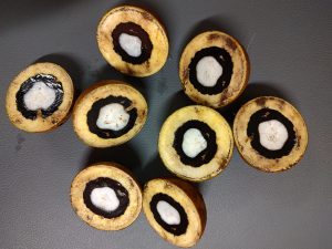 Secretaria de Agricultura de SP fomenta produção sustentável da Macaúba para biocombustíveis