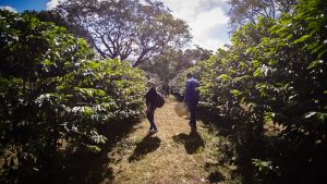 Com café em alta, SP abre as portas do maior cafezal urbano do mundo