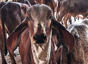 IZ oferece curso sobre Melhoramento Genético