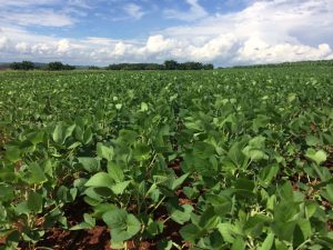 Live: Apta Regional aborda a produção da soja em áreas de canavial