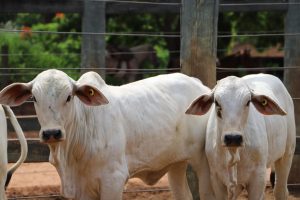 FEICORTE – São Paulo impulsiona mudanças no manejo pecuário com opção de marcação sem fogo