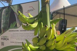 AGRISHOW 2024: APTA Regional pesquisa nova variedade de banana prata encontrada no Vale do Ribeira