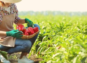 Número de trabalhadores no agro brasileiro bate novo recorde e chega a 28,6 milhões de pessoas