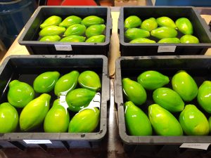 IAC completa 137 anos com nova patente de método inovador para retardar o amadurecimento de frutos