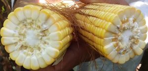 Voltado a produtores e técnicos, evento irá abordar o tema “silagem no Noroeste Paulista”