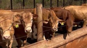 A 73ª Prova de Ganho de Peso do IZ identifica animais da raça Caracu geneticamente superiores para desenvolvimento e benefício econômico