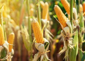 DIA NACIONAL DO MILHO: Secretaria de Agricultura de SP se destaca na produção de sementes com melhoramento genético