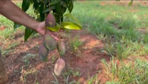 Apta Regional de Andradina realizará fórum para intensificar a produção de frutas com uso de tecnologias sustentáveis