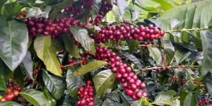 Apta Regional de Marília analisa indicadores econômicos de cultivares de café arábica