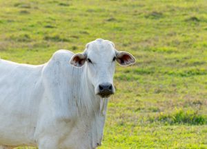 Febre Aftosa – MAPA reconhece nacionalmente São Paulo como área livre da doença sem vacinação