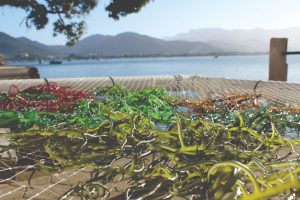 Instituto de Pesca publica estudos sobre novas linhagens de macroalga com amplas aplicações industriais e para o agro