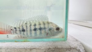 Instituto de Pesca investiga vírus ISKNV, que afeta sanidade de peixes e causa prejuízos à piscicultura