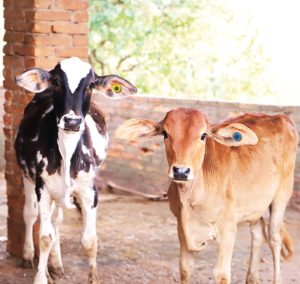 Brucelose – São Paulo sai na frente e se torna o primeiro estado onde a marcação a fogo deixa de ser obrigatória