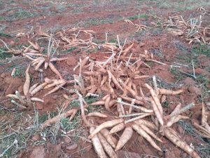 IAC participa da 17º Coopershow, em 24 de janeiro, no município de Cândido Mota