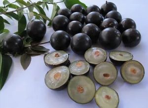 Estudo de SP aponta que farinha de casca de jabuticaba melhora características nutricionais do pão