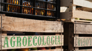 Produtores rurais promovem transformações sociais e ambientais por meio da agroecologia