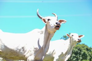 Febre Aftosa – Saiba o que muda em 2024 a partir da retirada da vacinação no Estado de São Paulo