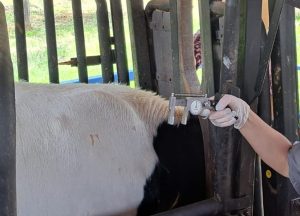 IZ promove treinamento em métodos de diagnóstico e controle de brucelose e tuberculose, doenças graves que acometem o gado