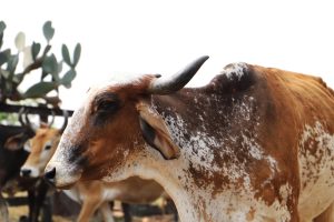 Fundo de Defesa Estadual da Sanidade Animal é encaminhado à ALESP