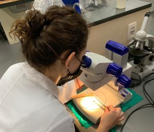 Institutos de pesquisas ligados à Secretaria de Agricultura de SP apoiam jovens cientistas