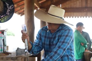 Febre Aftosa: criadores de gado têm até a quinta-feira para concluir vacinação