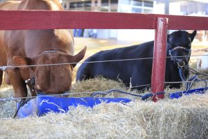 Dia Nacional da Pecuária: Secretaria de Agricultura de SP contribui com ações para alavancar o setor