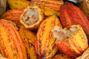 III Festa do Cacau no Instituto Biológico acontece em 23 e 24 de março!