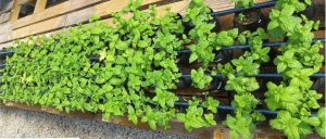 Biofertilizante de macroalga Kappaphycus alvarezii beneficia cultivo de hortelã-pimenta