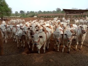 IZ lança Sumário de Touros e Matrizes Nelore e Participa da 17ª Expogenética