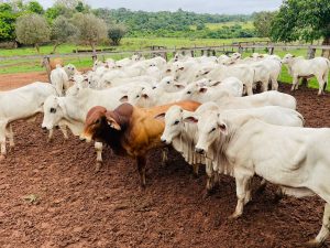 Febre Aftosa – São Paulo finaliza inquérito epidemiológico para comprovar ausência da doença sem animais reagentes