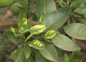 Citricultura – Entrega de relatório Cancro/Greening aponta mais de 214 milhões de plantas inspecionadas