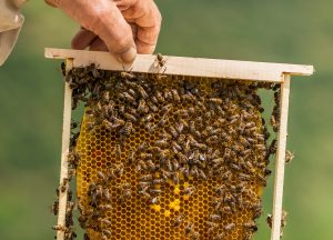 DIA MUNDIAL DAS ABELHAS: 80% das plantas utilizadas na produção de alimentos dependem da polinização das abelhas