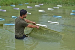 Pesquisa do Instituto de Pesca avalia complemento alimentar para piscicultura de pequeno porte