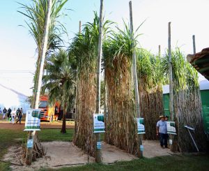 AGRISHOW 2024: Variedades de cana-de-açúcar do IAC-Apta são expostas na maior feira da América Latina