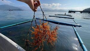 Maricultura em Foco: conheça as ações do Instituto de Pesca em prol do cultivo sustentável
