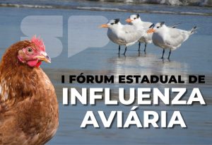 Influenza Aviária – I Fórum Estadual sobre a doença vai promover debate entre especialistas