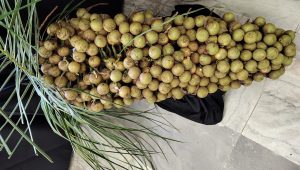 IAC sedia I Congresso Internacional de Macaúba e II Congresso Brasileiro de Macaúba de 23 a 25 de outubro