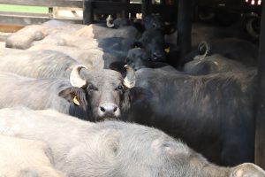 Sanidade Animal – Campanhas de vacinação contra Febre Aftosa e Brucelose são prorrogadas e produtor deve buscar revenda para garantir o imunizante