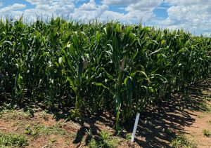 Dia de campo da Apta Regional de Andradina destaca inovações em cultivo de soja, milho e sorgo