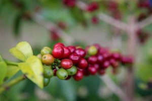 SP inclui café no Programa Paulista da Agricultura de Interesse Social (PPAIS)