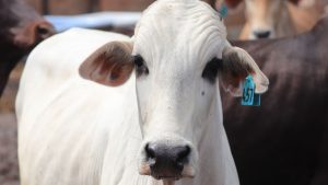 Sanidade Animal – Com índice de vacinação de 99% contra Brucelose, São Paulo alcança mais um recorde histórico