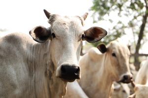 FUNDESA: Alesp aprova fundo indenizatório para pecuaristas