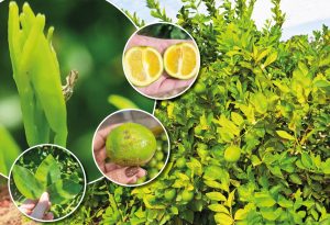 Sanidade Vegetal – Após vistoria, citricultor tem até 15 de julho para entregar relatório Cancro/Greening