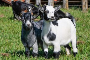 Instituto de Zootecnia organiza evento técnico sobre produção de mini cabras, sensação no universo pet