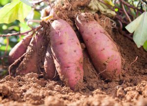 Secretaria de Agricultura de SP certifica Indicação Geográfica (IG) da batata-doce em Presidente Prudente